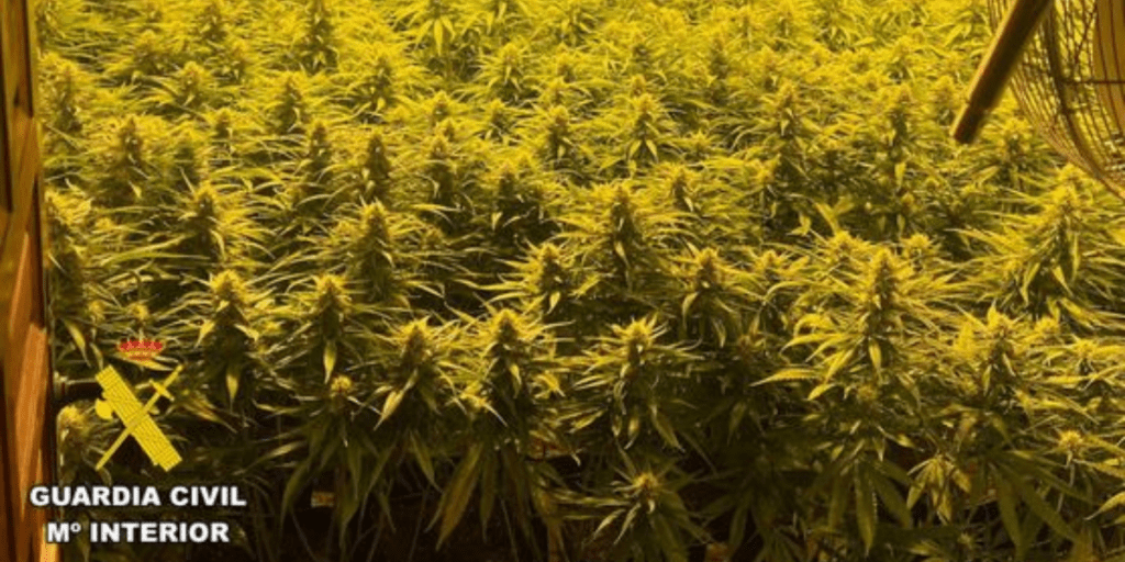 Desmantelan una plantación de marihuana con más de 900 plantas en Elche (Alicante)