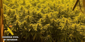 Desmantelan una plantación de marihuana con más de 900 plantas en Elche (Alicante)