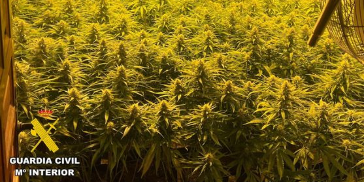 Desmantelan una plantación de marihuana con más de 900 plantas en Elche (Alicante)